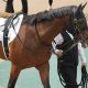 【中日新聞杯(G3)予想】過去の実績馬が「激走」する!3年連続10万オーバーに期待…ヤマニンサルバムやキラーアビリティは切り