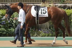 C.ルメールが「モーリス級」と評したクラシック候補が試金石、5年ぶりの勝利を目指す新潟記念…ブラストワンピース2世となれるか