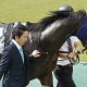 角田大河「花火大会を見たかった」芝コースに車で侵入! 函館競馬場にタイヤの跡もくっきり…スマホ不適切使用から1年