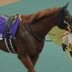 【根岸S(G3)展望】ドライスタウト無念の回避も…「6戦5勝」半弟が主役候補!? 川田将雅エンペラーワケア、古豪タガノビューティーも虎視眈々
