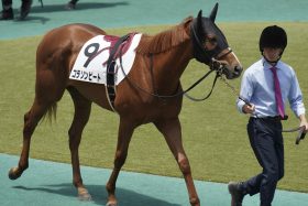 【フィリーズレビュー（G2）】コラソンビート「ここは何とかしたい」シカゴスティング「操縦性は高いですし、レース前の消耗を減らせれば」バウンシーステップ「ひと追いごとに素軽さが出ている」桜花賞（G1）トライアル直前“東西特選情報”