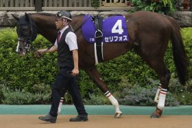 【マイルCS（G1）展望】セリフォスVSシュネルマイスター！ ナミュール、エルトンバローズら伏兵陣にもチャンスか