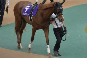 【フェブラリーS】ドゥラメンテ産駒のダート替わりに期待大!? 二刀流G1制覇に挑むシャンパンカラー、その先には海外挑戦も視野？