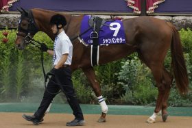 【富士S（G2）展望】3歳マイル王シャンパンカラーが始動！ 1年半ぶりステラヴェローチェはいきなりマイル戦線に殴り込み!?