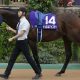 毎日王冠(G2)はソングラインの単勝で勝負するよ!点数を絞って回収率重視、重賞3連勝目指してがんばれー!【UMAJOモモのオイシイ競馬】