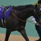 福永祐一厩舎「G1出走権獲得」に胸中複雑!? 皐月賞トライアル「ハナ差4着」で出走権逃した3日後に転厩決定