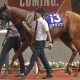 レモンポップ、ウィルソンテソーロで「12戦11勝」の好成績、すれ違いで「コンビ解消」も…大貢献の戸崎圭太を称賛する声
