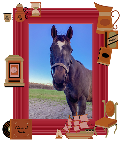 08 マイルチャンピオンSを制し、大輪の花を咲かせた黒き薔薇は、当歳馬が大好きな愛情たっぷりのリードホースに！｜ブルーメンブラットの画像3