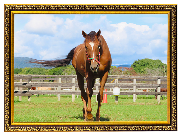 \'09 天皇賞・春を制した長距離重賞の常連は、長すぎる美脚と落ち着いた性格が魅力の王子様に!|マイネルキッツの画像1