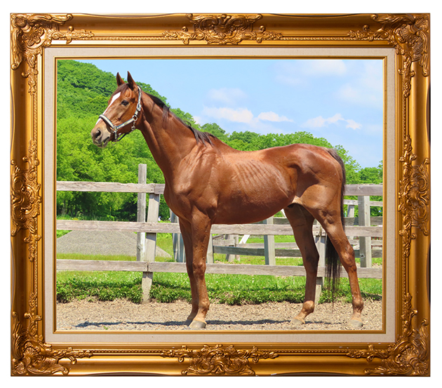 \'09 天皇賞・春を制した長距離重賞の常連は、長すぎる美脚と落ち着いた性格が魅力の王子様に!|マイネルキッツの画像1