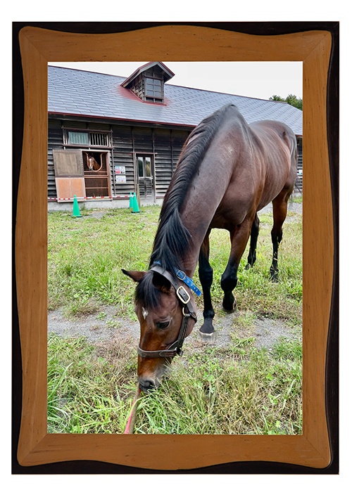 \'09 天皇賞・春を制した長距離重賞の常連は、長すぎる美脚と落ち着いた性格が魅力の王子様に!|マイネルキッツの画像1