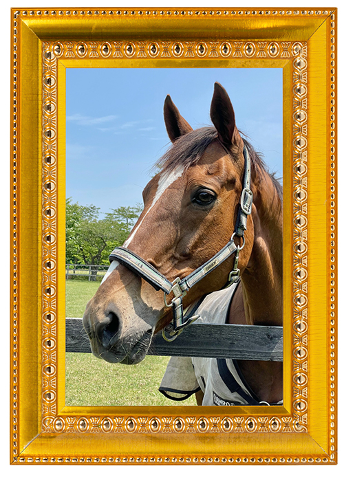 \'09 天皇賞・春を制した長距離重賞の常連は、長すぎる美脚と落ち着いた性格が魅力の王子様に!|マイネルキッツの画像1