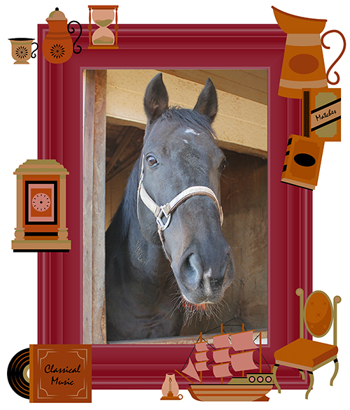 18 小倉記念をレコードで制した「メジロ」の継承者は、人懐っこく落ち着いた性格を活かし、乗馬として活躍中!|トリオンフの画像3