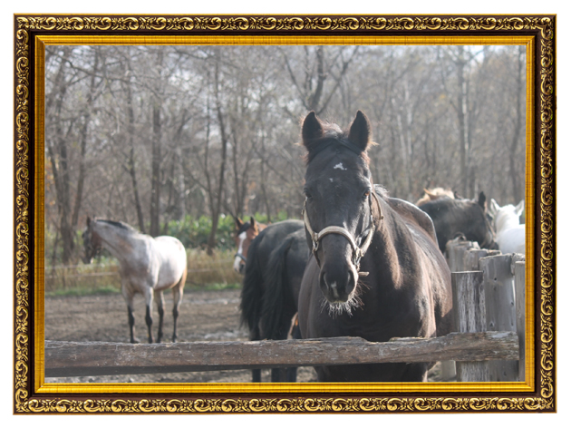 18 小倉記念をレコードで制した「メジロ」の継承者は、人懐っこく落ち着いた性格を活かし、乗馬として活躍中!|トリオンフの画像10