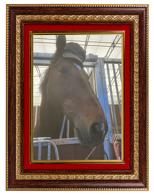 14 毎日王冠を制した「記憶に遺る実力者」は、カメラ目線もバッチリのアザトサMAXホースに!|エアソミュールの画像11