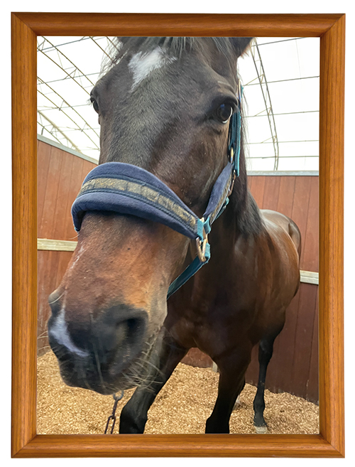 14 毎日王冠を制した「記憶に遺る実力者」は、カメラ目線もバッチリのアザトサMAXホースに!|エアソミュールの画像12