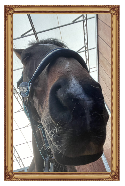 14 毎日王冠を制した「記憶に遺る実力者」は、カメラ目線もバッチリのアザトサMAXホースに!|エアソミュールの画像13