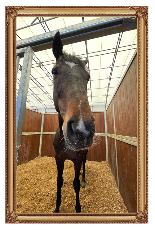 14 毎日王冠を制した「記憶に遺る実力者」は、カメラ目線もバッチリのアザトサMAXホースに!|エアソミュールの画像14