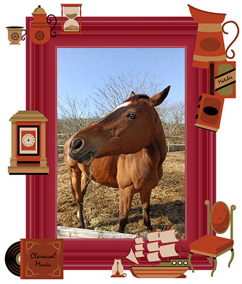 ベルーフ｜\'15 京成杯を制した破壊王は、穏やかイメチェンで見学者をおもてなし！の画像1