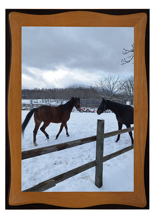 ベルーフ｜\'15 京成杯を制した破壊王は、穏やかイメチェンで見学者をおもてなし！の画像1