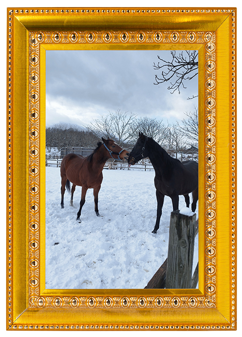 ベルーフ｜\'15 京成杯を制した破壊王は、穏やかイメチェンで見学者をおもてなし！の画像1