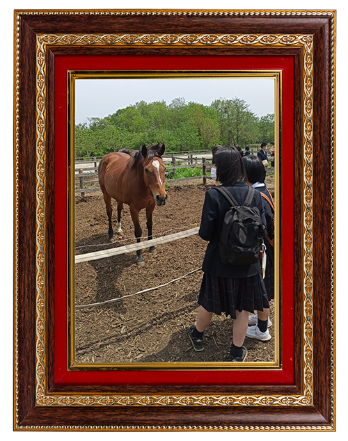 ベルーフ｜\'15 京成杯を制した破壊王は、穏やかイメチェンで見学者をおもてなし！の画像1