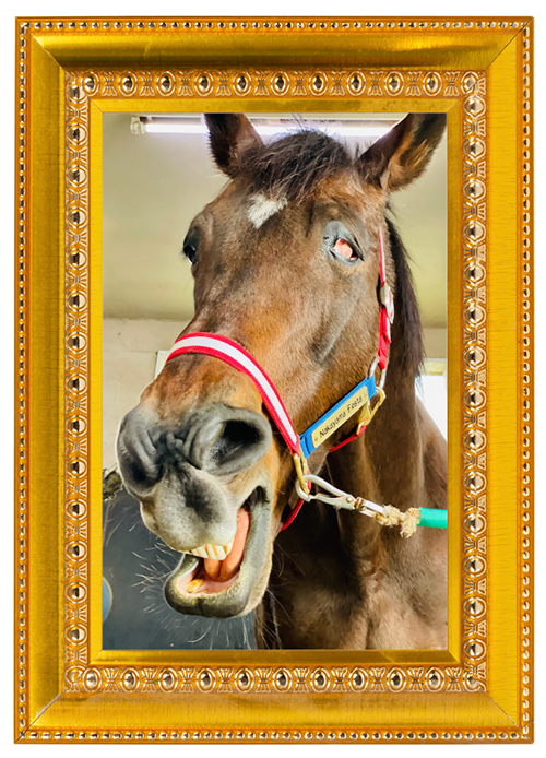 ナカヤマフェスタ|10 宝塚記念を制した、世界を驚かせた名馬は、愛嬌たっぷりの変顔看板ホースに!の画像7