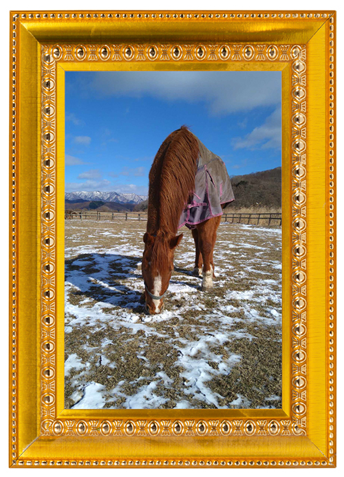 ロードクロノス｜01 中京記念を制した、名牝・シンコウラブリイの初仔は、29歳になっても食欲旺盛な健康優良児に！の画像7