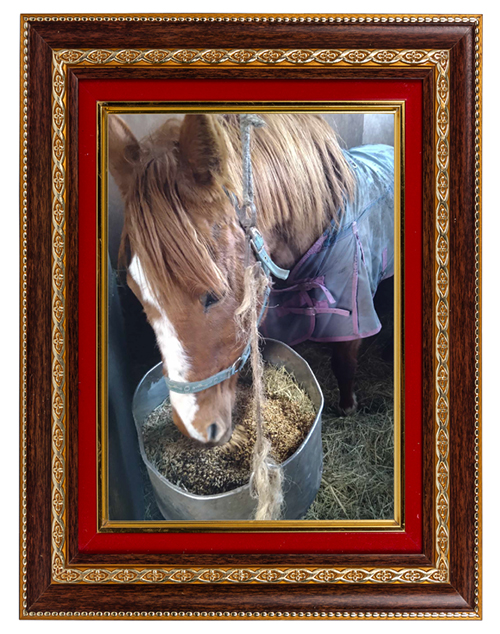 ロードクロノス｜01 中京記念を制した、名牝・シンコウラブリイの初仔は、29歳になっても食欲旺盛な健康優良児に！の画像9