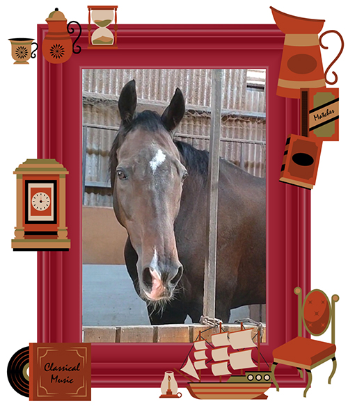 ツルマルボーイ｜\'04 安田記念を制した豪脚の持ち主は、独占欲強めで嫉妬もしちゃう、個性豊かなタレント馬に！の画像1