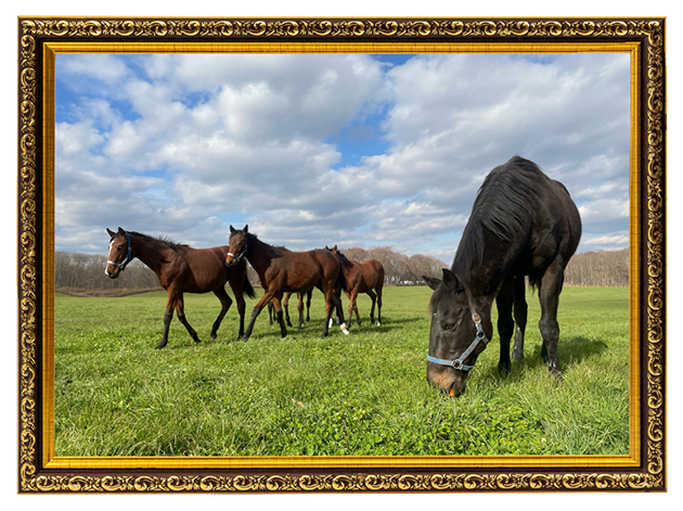 インティライミ|07 京都大賞典を制した「05世代」の逸材は、仔馬たちを優しさで包み込むリードホースに!の画像10