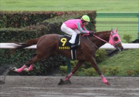 【フェブラリーS】レモンポップ不在に沸く陣営の思惑。スピーディキック、ミックファイア、イグナイターの勝算、シャンパンカラー出走の本音とは？JRAダート馬VS芝馬VS地方馬の異常事態を紐解く