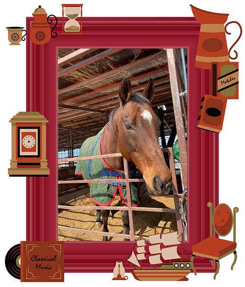 キョウエイアシュラ|\'14 テレ玉杯オーバルスプリントを制した歴戦の猛者は、大自然の中で乗馬ライフを謳歌中!の画像1