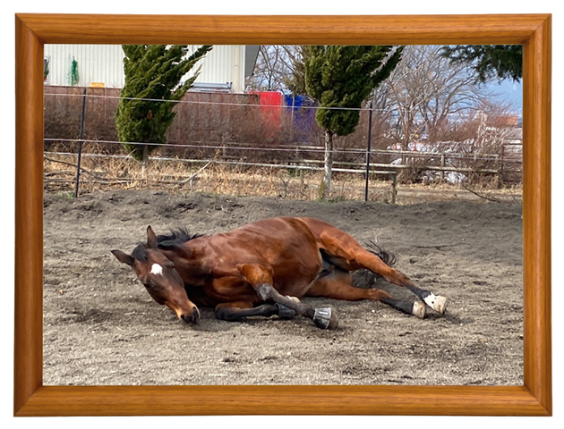 キョウエイアシュラ|\'14 テレ玉杯オーバルスプリントを制した歴戦の猛者は、大自然の中で乗馬ライフを謳歌中!の画像1