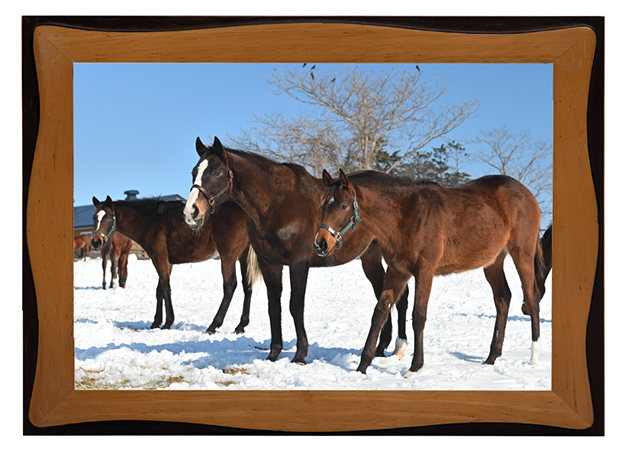 兄はステイゴールド!スイープトウショウも完封したあの馬は、みんなのお母さんに!の画像6