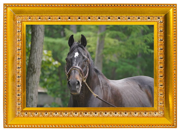 ヴァーミリアン｜08 フェブラリーSを制した砂の王は、ノーザンホースパークで様々な仕事をこなすスーパーホースに！の画像7