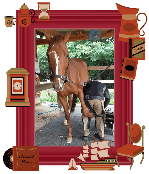 \'17アンタレスS王者の今！ロンドンタウンも破ったディープスカイ産駒は、甘えん坊の功労馬に！の画像1