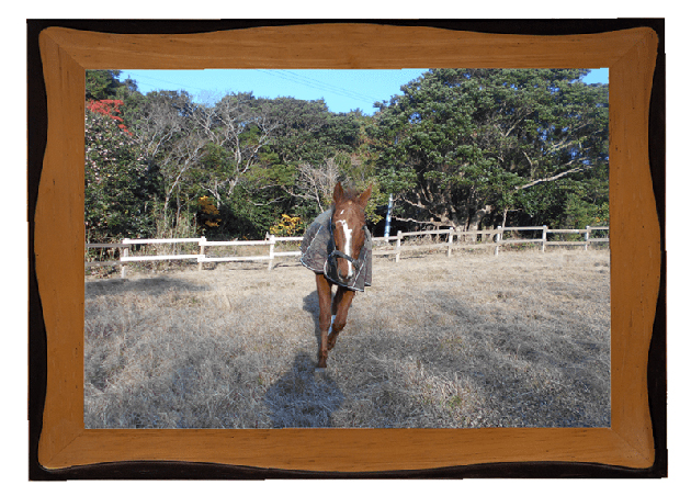 17アンタレスS王者の今！ロンドンタウンも破ったディープスカイ産駒は、甘えん坊の功労馬に！の画像6