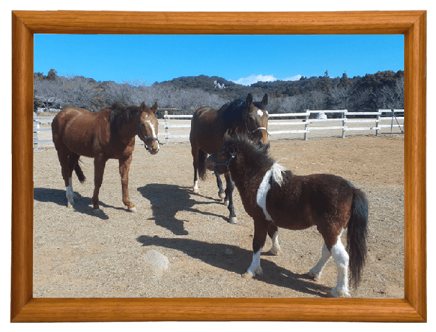 17アンタレスS王者の今！ロンドンタウンも破ったディープスカイ産駒は、甘えん坊の功労馬に！の画像8