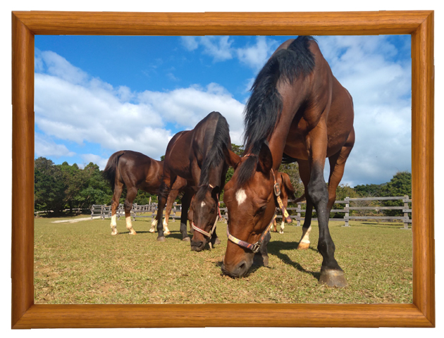 草を食むクラリティスカイ
