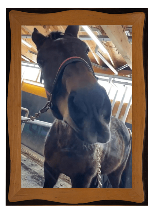 鼻が伸びちゃうコパノリチャード