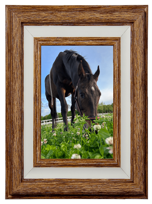 放牧地で草を食むコパノリチャード