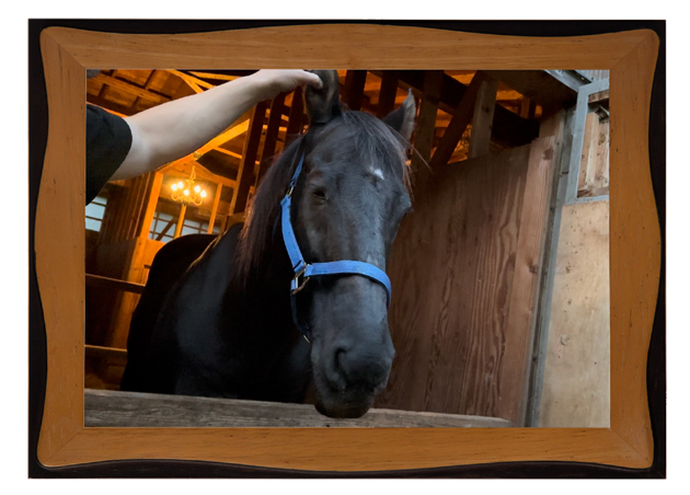 気持ちよくてウトウトなローレルゲレイロ