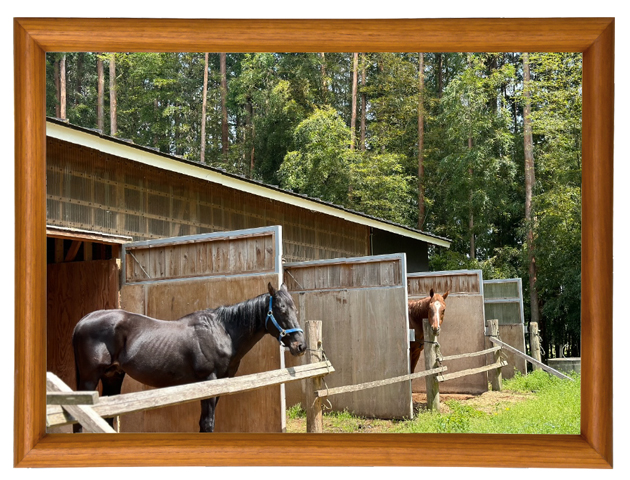 ローレルゲレイロ(手前)とグレートホーラー(奥)