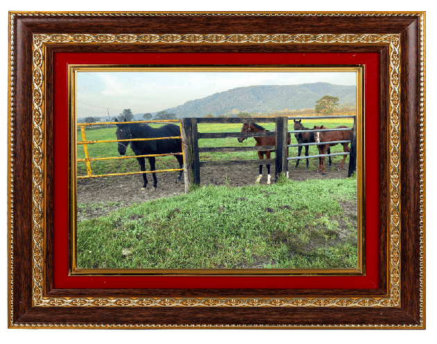 子馬と過ごすクーヴェルチュール