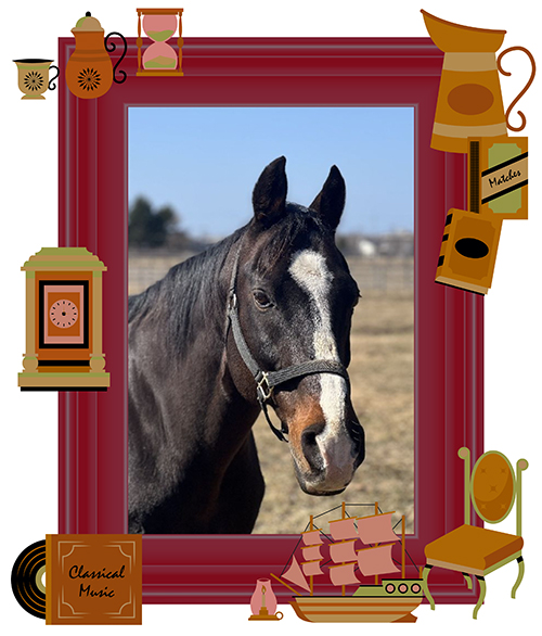 二刀流の優駿・メイショウボーラー！アドマイヤドン、タイムパラドックスら強豪を下したフェブラリーS vol.24の画像2