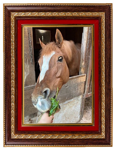 生牧草を食べるエクスペディション