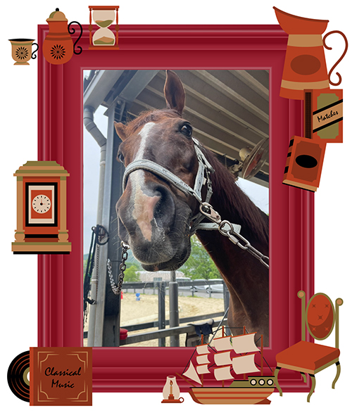 芝・ダート・障害で勝利した“三刀流”エイシンボストン!学生馬術で四刀流に挑戦中! vol.48の画像3