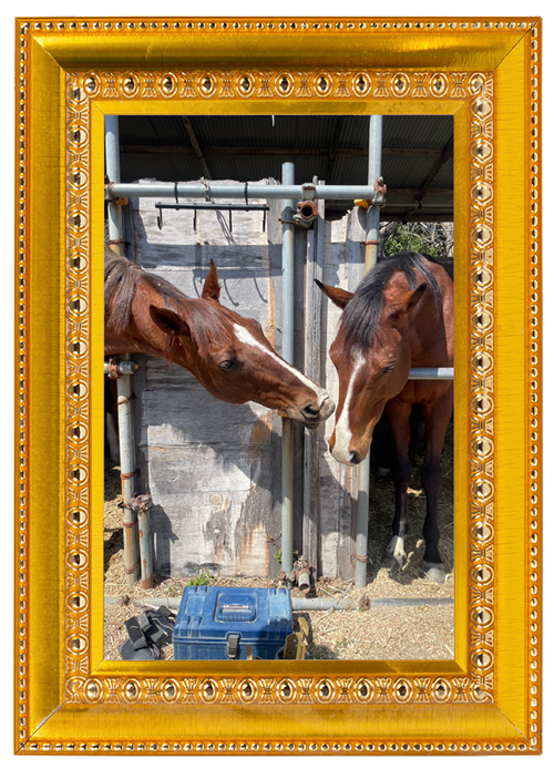 芝・ダート・障害で勝利した“三刀流”エイシンボストン!学生馬術で四刀流に挑戦中! vol.48の画像7