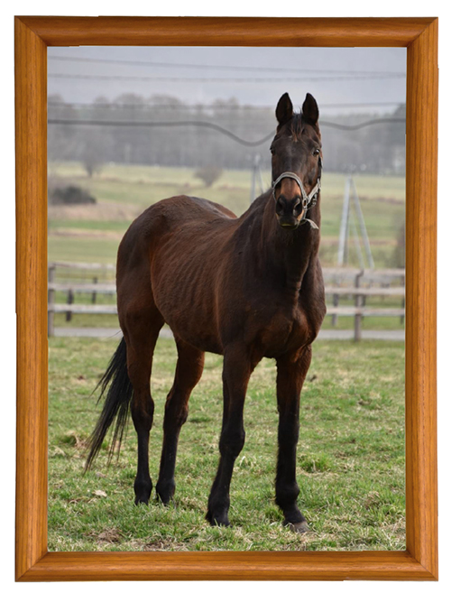 どこかを見つめるビッグゴールド